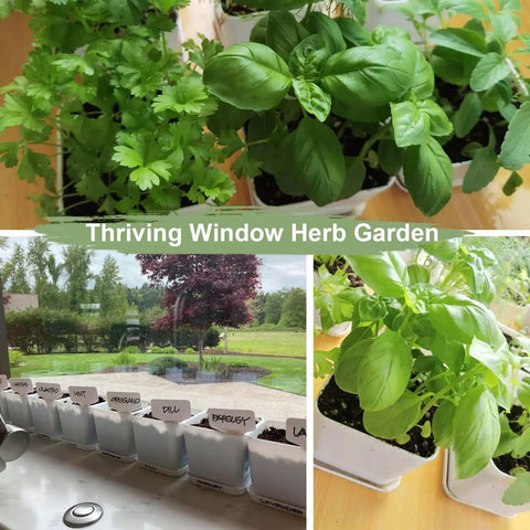 Indoor Herb Garden Starter Kit With 10 Non GMO Herb Seeds Soil Pots And Moisture Meter For Easy Windowsill Gardening