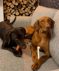 Power Chew Original Bone Dog Toys For Aggressive Chewers Durable Chicken And Bacon Flavor 2 Pack, two dogs on couch