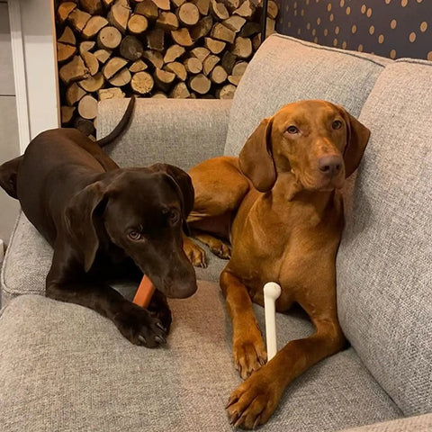 Power Chew Original Bone Dog Toys For Aggressive Chewers Durable Chicken And Bacon Flavor 2 Pack, two dogs on couch