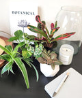 Live Indoor Houseplants Set Of Twelve In Two Inch Pots With Potting Soil Mix Includes Pothos Peperomia Spider Plant Croton Ficus Syngonium Begonia