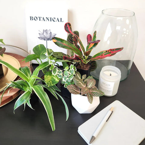 Live Indoor Houseplants Set Of Twelve In Two Inch Pots With Potting Soil Mix Includes Pothos Peperomia Spider Plant Croton Ficus Syngonium Begonia