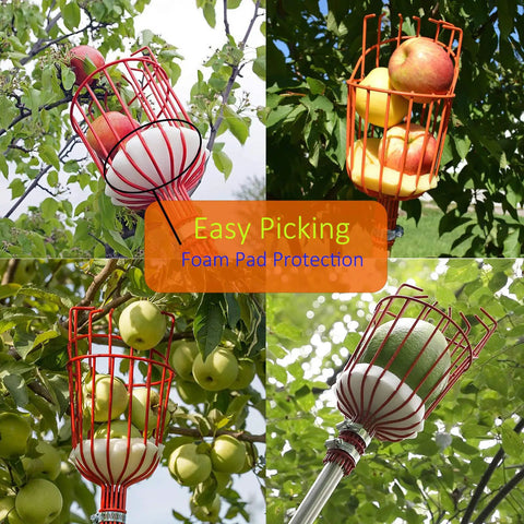 8 Foot Adjustable Fruit Picker Pole With Lightweight Stainless Steel Build, Twist On Basket, Foam Pad Protection, And Telescoping Reach For Easy Grabs When Reaching Apples, Pears, Cherries, Oranges, Mangoes, Avocados, And More.