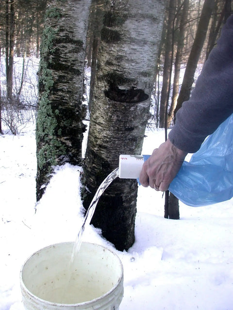 Person pouring sap from Maple Syrup Tapping Kit With Durable PVC Sap Sack Holders And Sap Meister Stainless Steel Taps 10 Pack