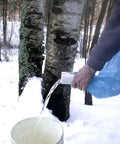 Ultimate Maple Syrup Tapping Kit For First Timers with sap flowing from spile into bucket on snowy ground.