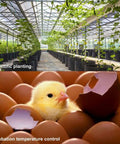 Greenhouse with plants and hatching chick used for Digital Temperature Controller Module W1209 12V DC with 10A relay applications.
