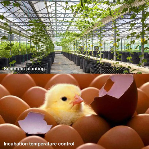Greenhouse with plants and hatching chick used for Digital Temperature Controller Module W1209 12V DC with 10A relay applications.
