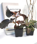 Close-up of two live indoor houseplants in 2-inch pots, part of a 12-piece set with soil mix, ideal for home decor and small spaces.