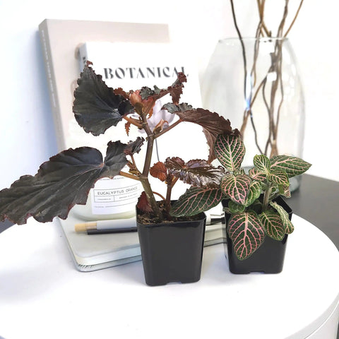 Close-up of two live indoor houseplants in 2-inch pots, part of a 12-piece set with soil mix, ideal for home decor and small spaces.