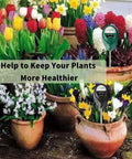 Extended Twelve Point Six Inch Soil Moisture Meter Probe 2 Pack in pots with flowers showing moisture levels, no battery needed.