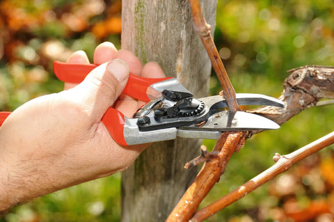 Using 8.3 Inch Pruning Shears With Aluminum Handles, Precision Bypass Blade on branch