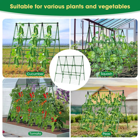 Heavy Duty 51 By 53 Inch A Frame Garden Trellis For Raised Beds With Rust Proof Metal Frame Netting And Clips displaying tomatoes and peas climbing