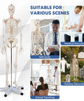 Life Size Human Skeleton Model, 70.8 Inches Tall, used in medical study, anatomy class, and holiday decoration scenes.