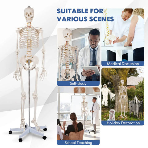 Life Size Human Skeleton Model, 70.8 Inches Tall, used in medical study, anatomy class, and holiday decoration scenes.