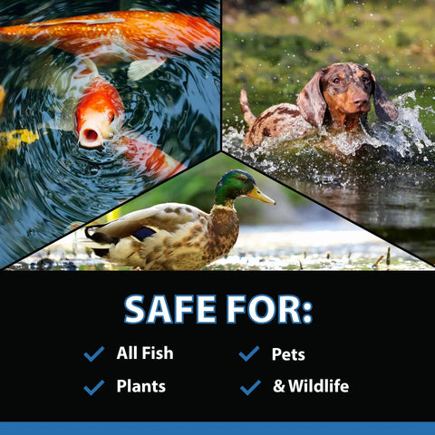 Collage showing fish, dog, duck; promoting MuckOff Pond Muck Treatment For Water Gardens And Bird Baths With Natural Bacteria And Enzymes