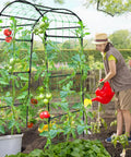 Person watering Heavy Duty Garden Arch Trellis For Climbing Plants, 6.7Ft Tall Steel Arbor with tomatoes and netting in a garden.