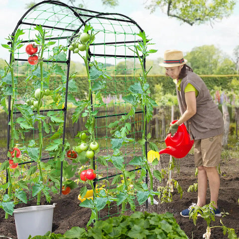 Person watering Heavy Duty Garden Arch Trellis For Climbing Plants, 6.7Ft Tall Steel Arbor with tomatoes and netting in a garden.