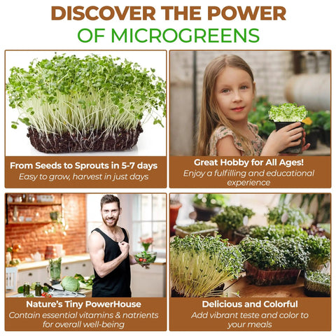 Alfalfa Sprouting Seeds No Fuss 100 Percent Chemical Free Easy To Grow Bulk Quarter Pound USA Made For Fast Growing Sprouts With High Germination And Nutritious Sweet Flavor