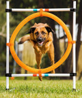Dog jumping through Adjustable Dog Agility Hoop Jump Set With 22 Inch Circle Hoop And Height Adjustable Frame For Backyard Training