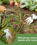 Four Tine Stainless Steel Weed Puller Tool With Solid Wood Handle removing weeds in a garden, showing tines and wood handle.