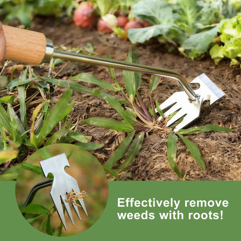 Four Tine Stainless Steel Weed Puller Tool With Solid Wood Handle removing weeds in a garden, showing tines and wood handle.