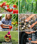 Collage of activities: picking strawberries, growing luffa, harvesting tomatoes, cotton picking, tea leaf collection, and car repair.