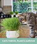 Cat smelling Organic Cat Grass Kit For Indoor Cats With Grow Bags, Seeds And Soil, Hairball Control on kitchen counter