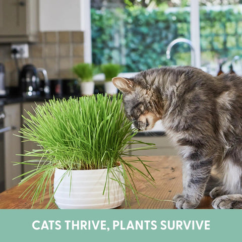 Cat smelling Organic Cat Grass Kit For Indoor Cats With Grow Bags, Seeds And Soil, Hairball Control on kitchen counter