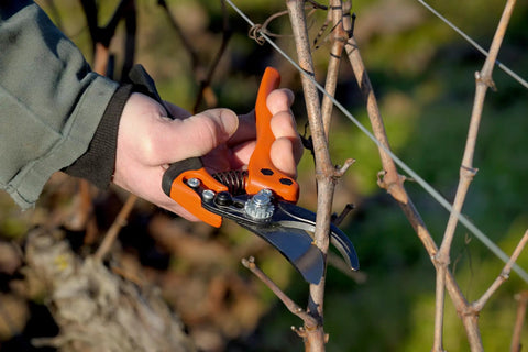 Hand holding PX Medium Pruner For Precision Slicing With Number Two Blade Ergonomic Garden Shears pruning small branch.