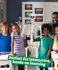 Posable Life Size Skeleton Family Four Piece Set displayed with children for hands-on learning in classroom setting.