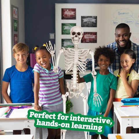 Posable Life Size Skeleton Family Four Piece Set displayed with children for hands-on learning in classroom setting.