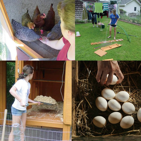 Four images collage with chickens in coop, person assembling structure in yard, person cleaning coop, and hand reaching for eggs in nest.