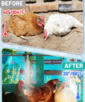 Effortless Chicken Coop Misting System For Cooling With Leak Resistant Hose Kit providing cool relief for chickens before and after.