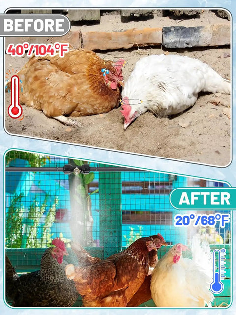 Effortless Chicken Coop Misting System For Cooling With Leak Resistant Hose Kit providing cool relief for chickens before and after.