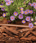 Brown 1/2-inch drip irrigation tubing installed along mulch beside purple flowers