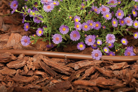 Brown 1/2-inch drip irrigation tubing installed along mulch beside purple flowers