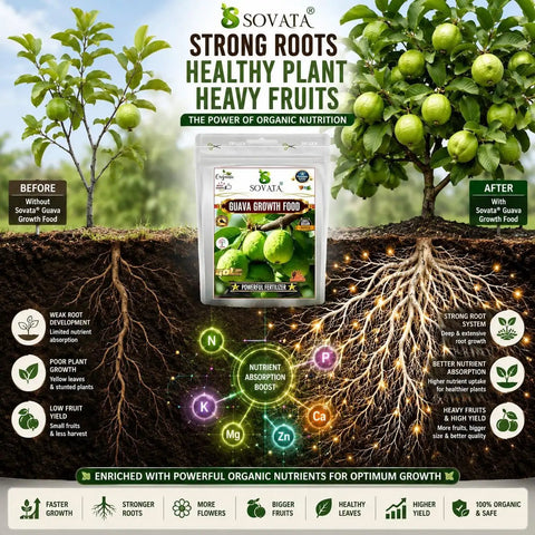 Guava Growth Food Organic Fertilizer For Fast Growth And Heavy Fruiting 200 G With Nitrogen Phosphorus Potassium And Microorganisms For Big Yields In Your Home Garden, pouch