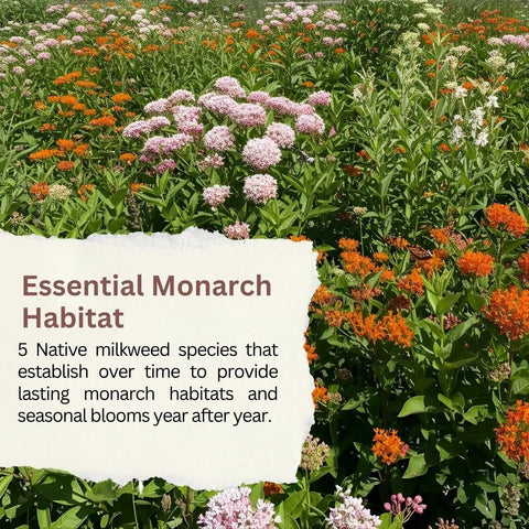 Native Milkweed Variety Pack For Monarch Gardens With Five Essential Species Including Common, Showy, Pink Swamp, Narrowleaf, And Orange Butterfly Milkweed Seeds Non GMO Wildflower Mix For Pollinators flowering in garden.