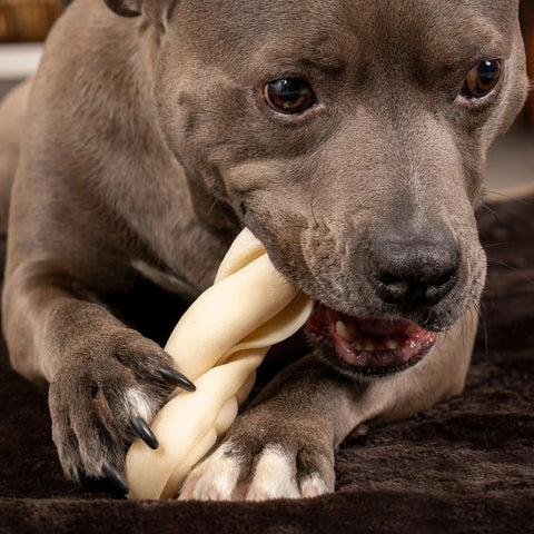 Dog chewing CareChewz Collagen Twist Keys Dog Chew Treats 6 To 7 Inch Natural Flavor Beef Hide Dental Style Snack For Strong Chewers.