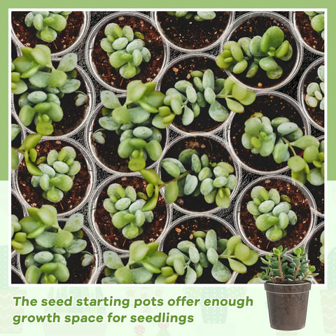 plastic plant starters Clear 2 Inch Mini Plastic Plant Pots 200 Pack Seedling Starter Pots With Drainage Holes For Indoor Outdoor Garden Use Your Best Bet For Succulents