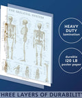 Three Pack Laminated 3 Mil Periodic Table Of Elements Poster Grey And Muscular And Skeletal System Anatomy Posters 18 By 24 Inches Tear Resistant Durable Classroom Wall Charts For Students And Homeschool Learning, showing skeletal system diagram with heavy-duty lamination.