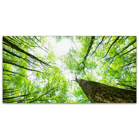 2x4 Fluorescent Light Covers Backlit Film For Classrooms And Offices Easy Install Brighten Your Space Improve Focus Giant Trees