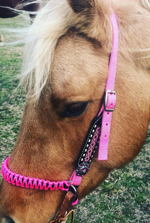 Horse wearing Hot Pink Side Pull Hackamore Attachment for Your Bridle, bitless bridle conversion with black chinstrap