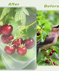 Pro Grade Garden Bug Netting 10x20 Feet Square Mesh Pest Barrier For Plants Vegetables Fruits Flowers And Trees Row Cover And Greenhouse Screen To Keep Insects Birds Out covering cherries with a bird close-up view.