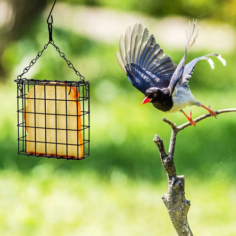 2 Pack Suet Bird Feeders For Outdoor Hanging, Backyard Bird Watching Station That Holds One Suet Cake Each, Durable Garden Cage To Attract Wild Birds In Your Yard, steel cage with a perched bird