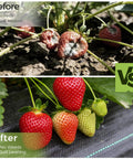 Heavy Duty Weed Blocker Landscape Fabric 3ft By 50ft Polypropylene Geotextile Ground Cover For Flower Beds And Driveways High Permeability Underlayment used for erosion control, showing before and after image of strawberry plants with no weeds or soil erosion.
