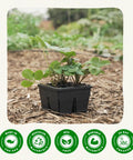 Reusable Seed Starter Tray 4 Cell Seed Starting Trays For Seedlings with green plants on earth background