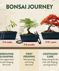 All In One Bonsai Starter Kit For Plant Lovers Grow Four Bonsai Trees At Home With Four Pots Soil Pellets Markers Seed Packets And A Full Tool Set A Clean Gift Idea For Adults Moms Dads And White Elephant Parties showing bonsai growth stages.