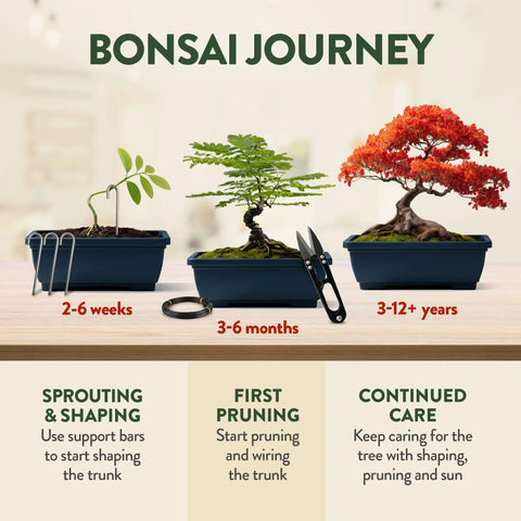 All In One Bonsai Starter Kit For Plant Lovers Grow Four Bonsai Trees At Home With Four Pots Soil Pellets Markers Seed Packets And A Full Tool Set A Clean Gift Idea For Adults Moms Dads And White Elephant Parties showing bonsai growth stages.