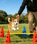Dog jumping over adjustable hurdles in All In One Dog Agility Jump Set For Backyard Training With Adjustable Hurdles Weave Poles And Cones