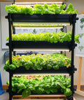 Over 20,000 Lettuce Seeds Pack With 10 Fresh Varieties For Indoor Or Outdoor Growing No Fuss Easy Grow For Beginners
